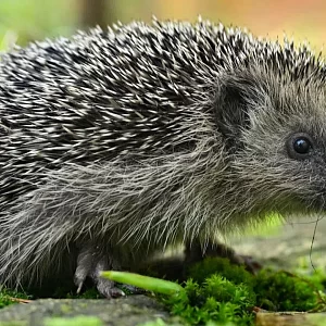 Tiere