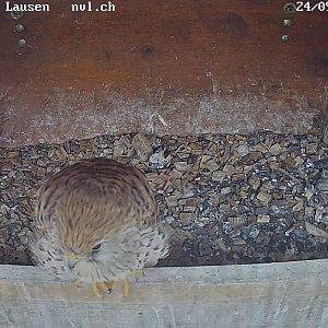 Turmfalken Lausen 2025